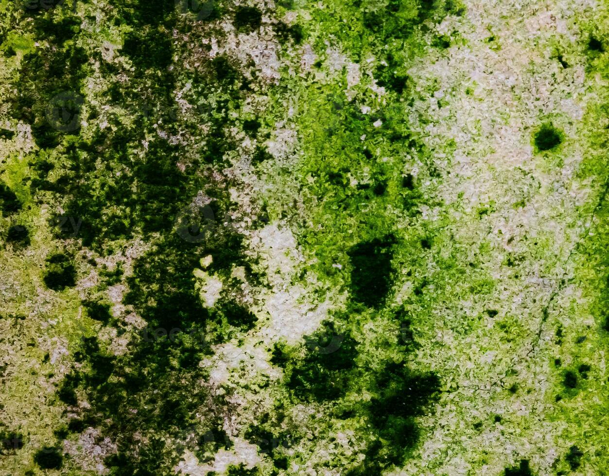 The background wall has a beautiful green and white pattern. photo