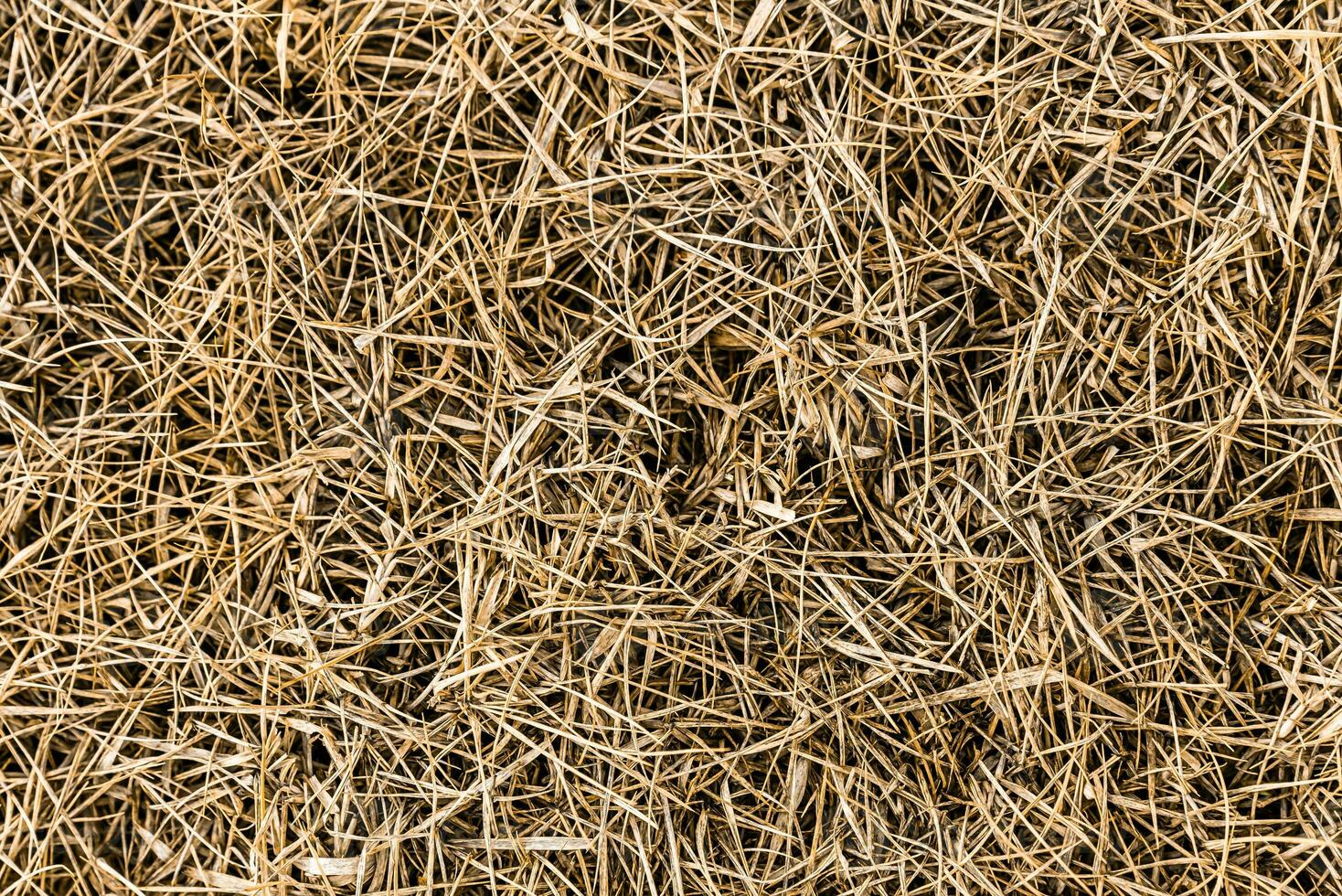 dry grass background in my front garden photo