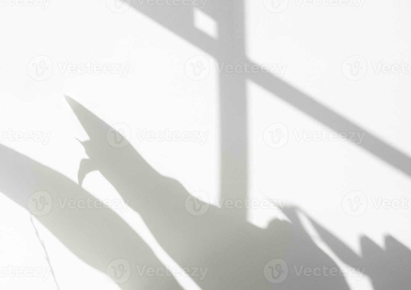 Background White Wall with Blurry Leaves Shadow and Bright Light in Sunny Day Summer,Concrete Floor with Light Reflection from Window on Surface Texture,Empty Backdrop for Product Present photo