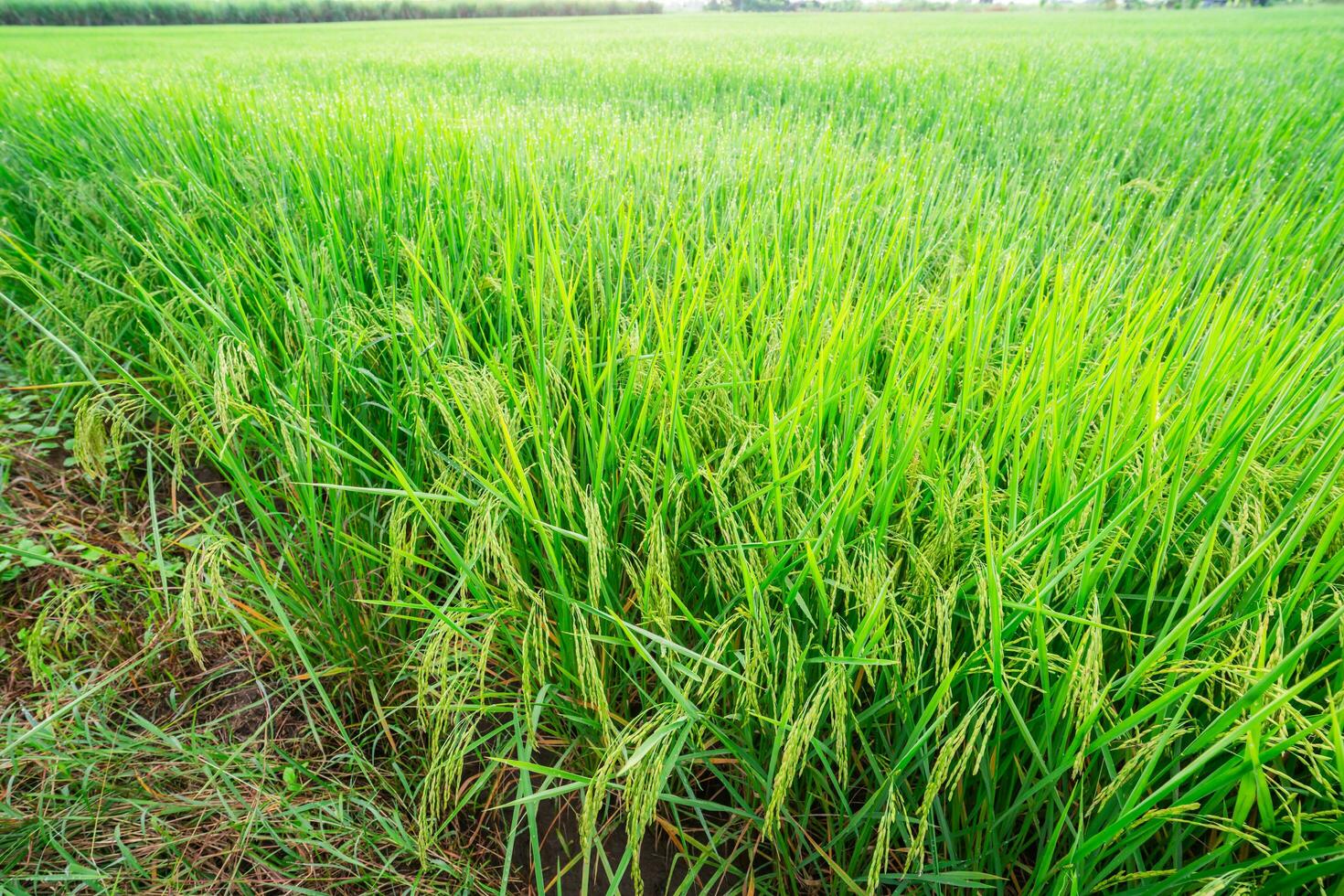 Rice fields and Bokeh dew drop on the top of the rice fields in the morning sun, along with the rice fields that emphasize the soft background, selective focus, and soft focus. photo