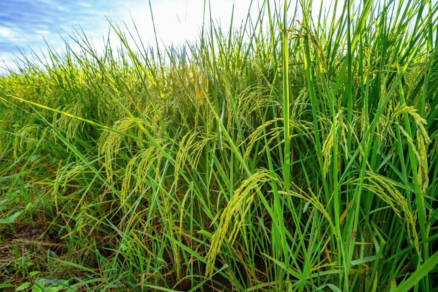 Rice fields and Bokeh dew drop on the top of the rice fields in the morning sun, along with the rice fields that emphasize the soft background, selective focus, and soft focus. photo