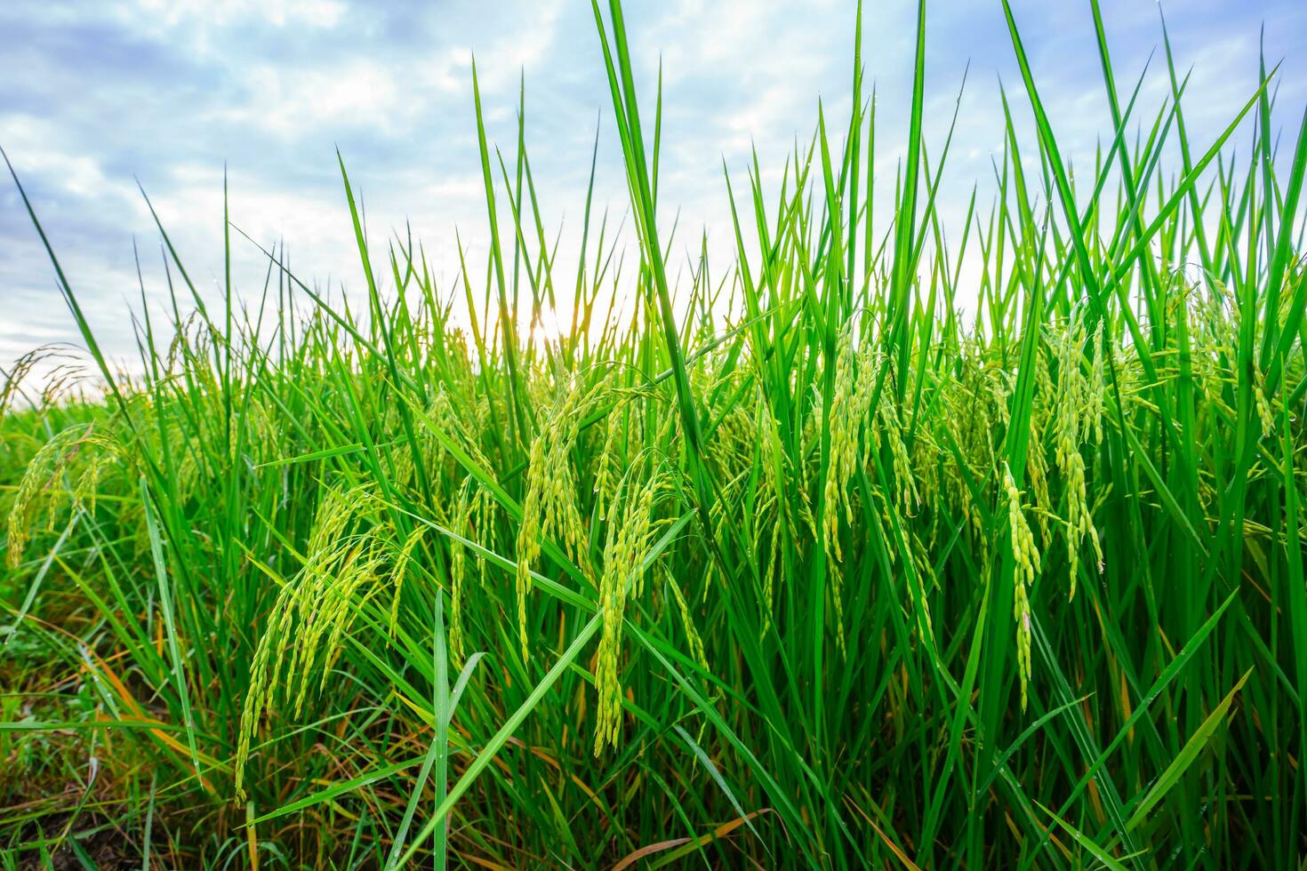 Rice fields and Bokeh dew drop on the top of the rice fields in the morning sun, along with the rice fields that emphasize the soft background, selective focus, and soft focus. photo