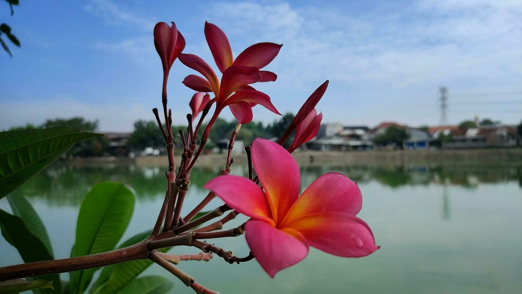 red blooming flowers against a lake background photo