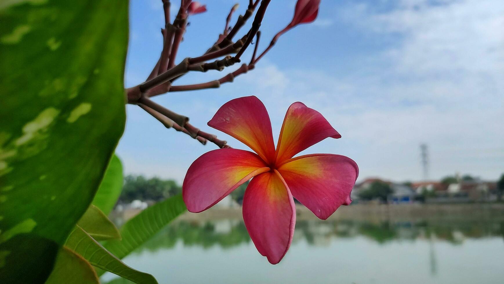 red blooming flowers against a lake background photo