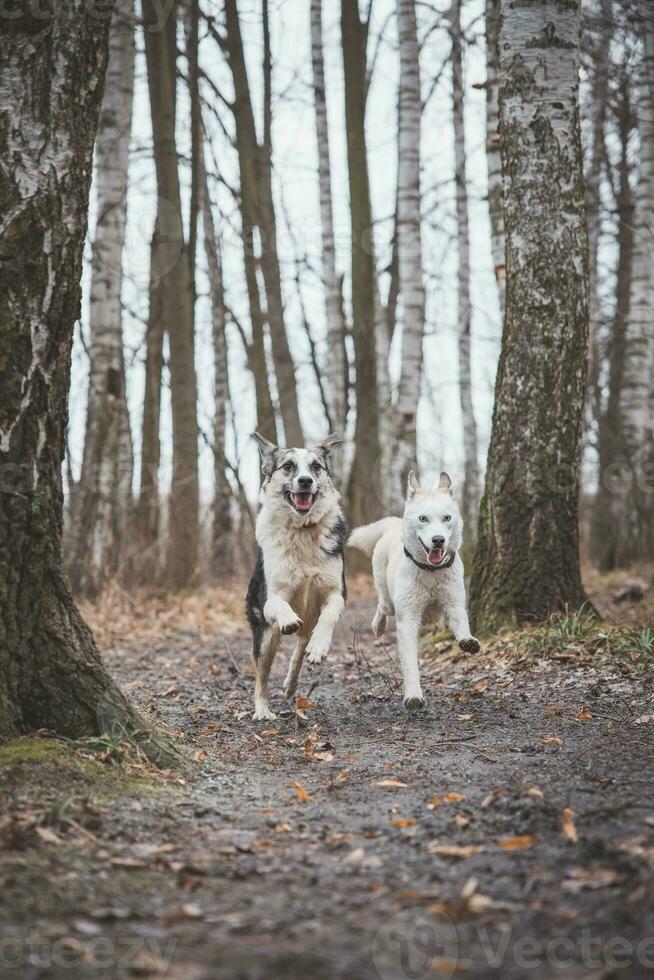 Two Siberian husky brothers running along a forest path. Competitive dogs running a race. Ostrava, Czech republic, central Europe photo