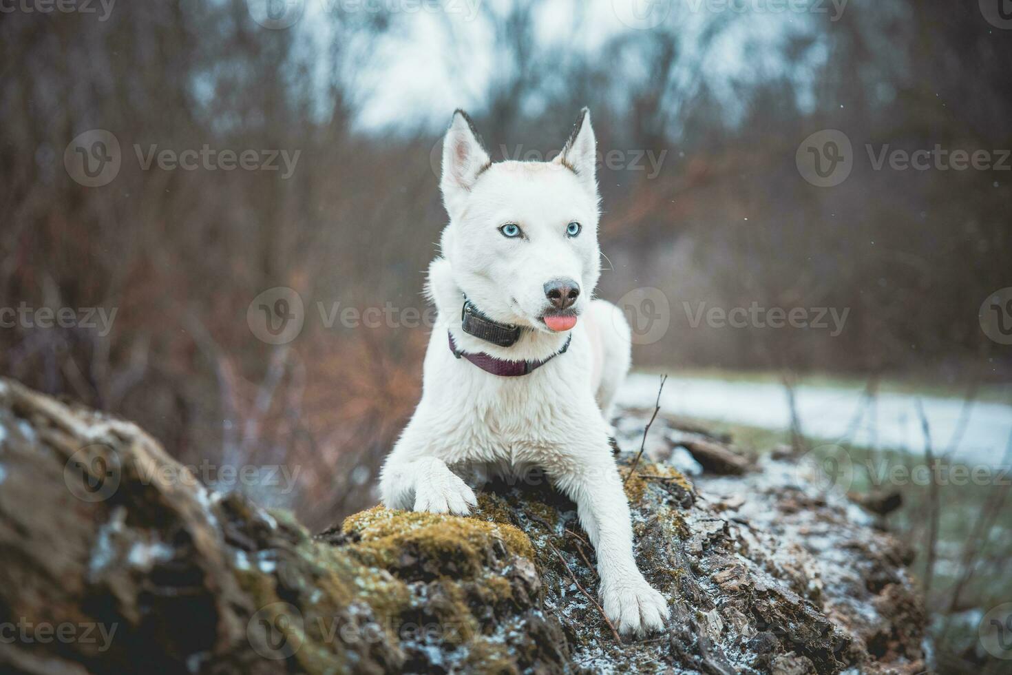 White Siberian husky princess resting on a big fallen tree and posing for the camera. Smile of female dog from nice weather. Ostrava, Czech Republic photo