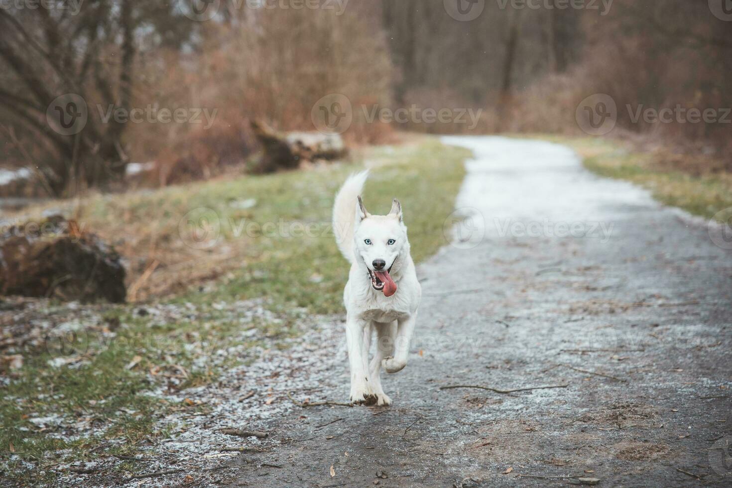 White Siberian Husky with piercing blue eyes running in the open in the woods during autumn in the morning hours. Ostrava, Czech Republic photo