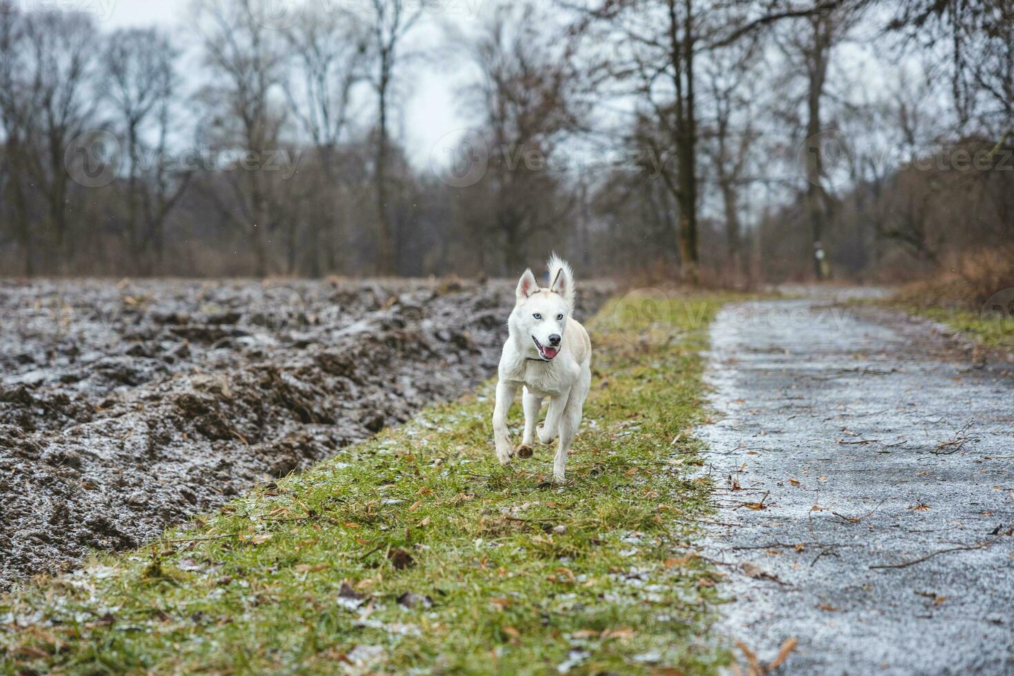 White Siberian Husky with piercing blue eyes running in the open in the woods during autumn in the morning hours. Ostrava, Czech Republic photo