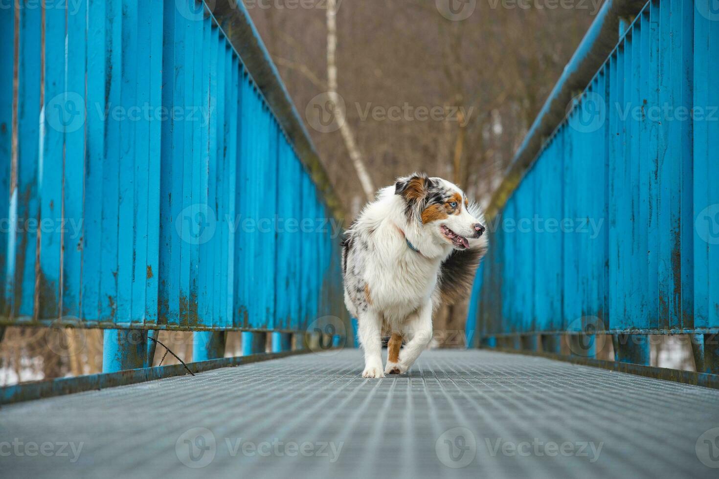 Fearful expression of an Australian Shepherd puppy walking across a leaky bridge. The lack of self-confidence of a dog. Handling a critical moment photo