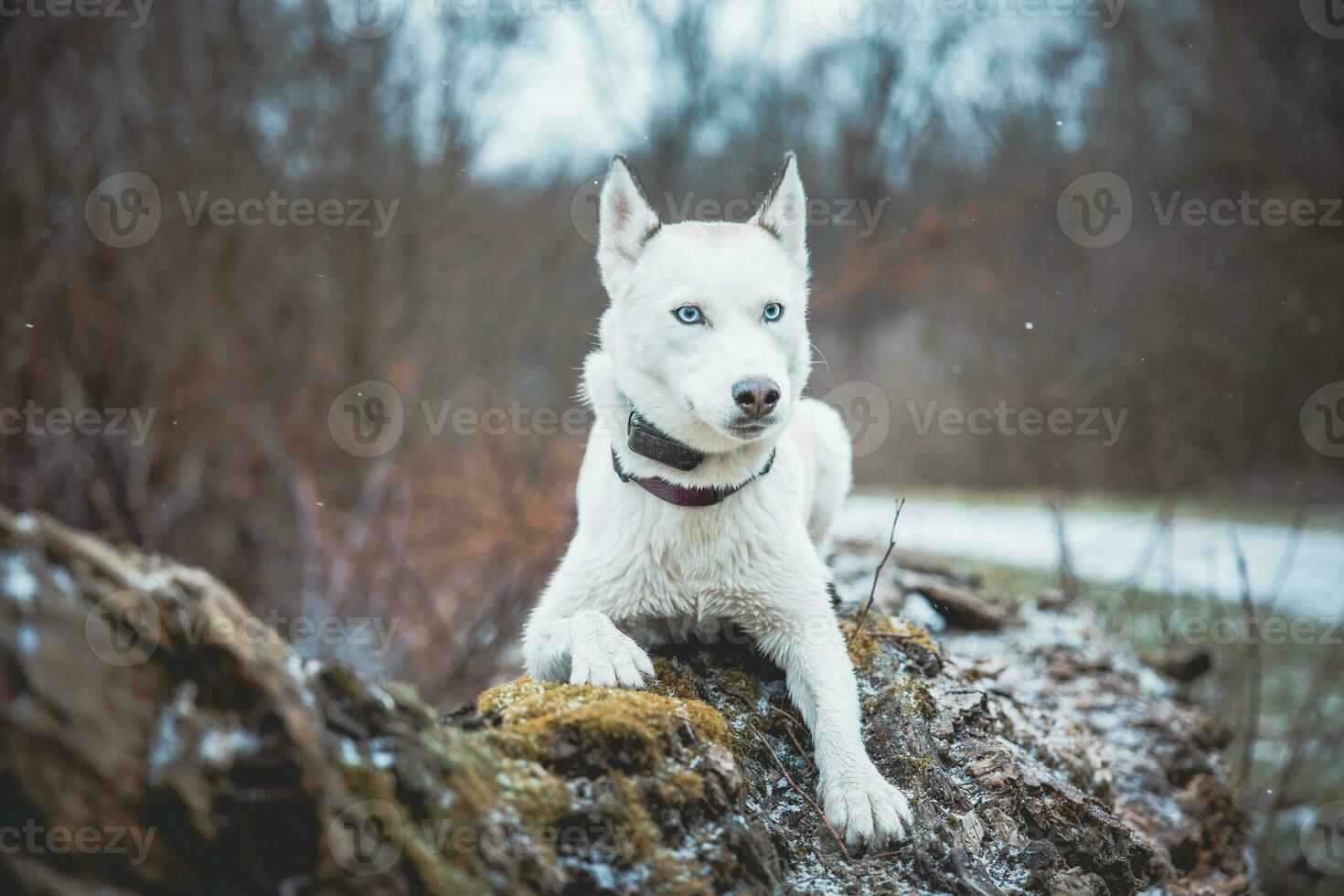 White Siberian husky princess resting on a big fallen tree and posing for the camera. Smile of female dog from nice weather. Ostrava, Czech Republic photo