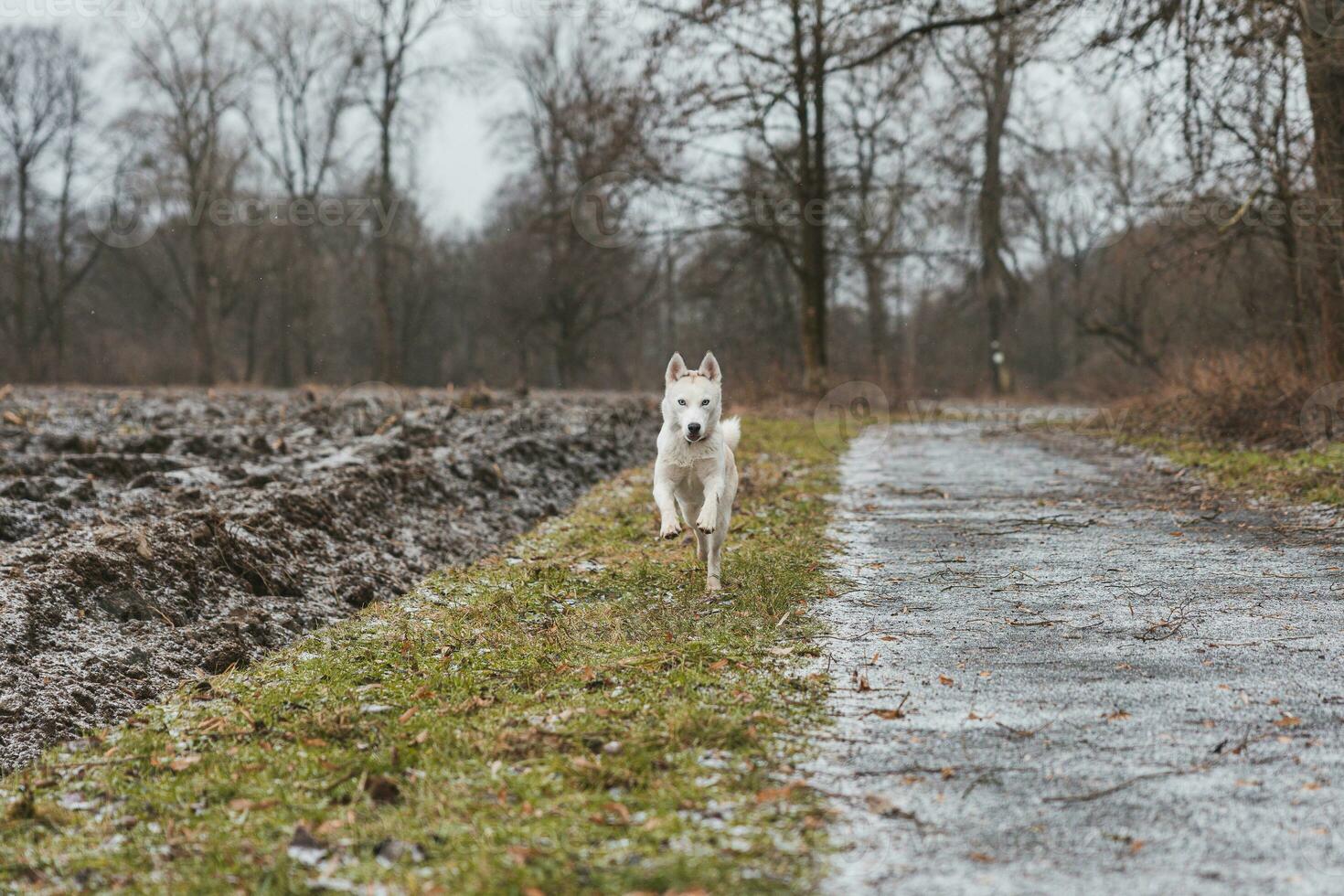 White Siberian Husky with piercing blue eyes running in the open in the woods during autumn in the morning hours. Ostrava, Czech Republic photo