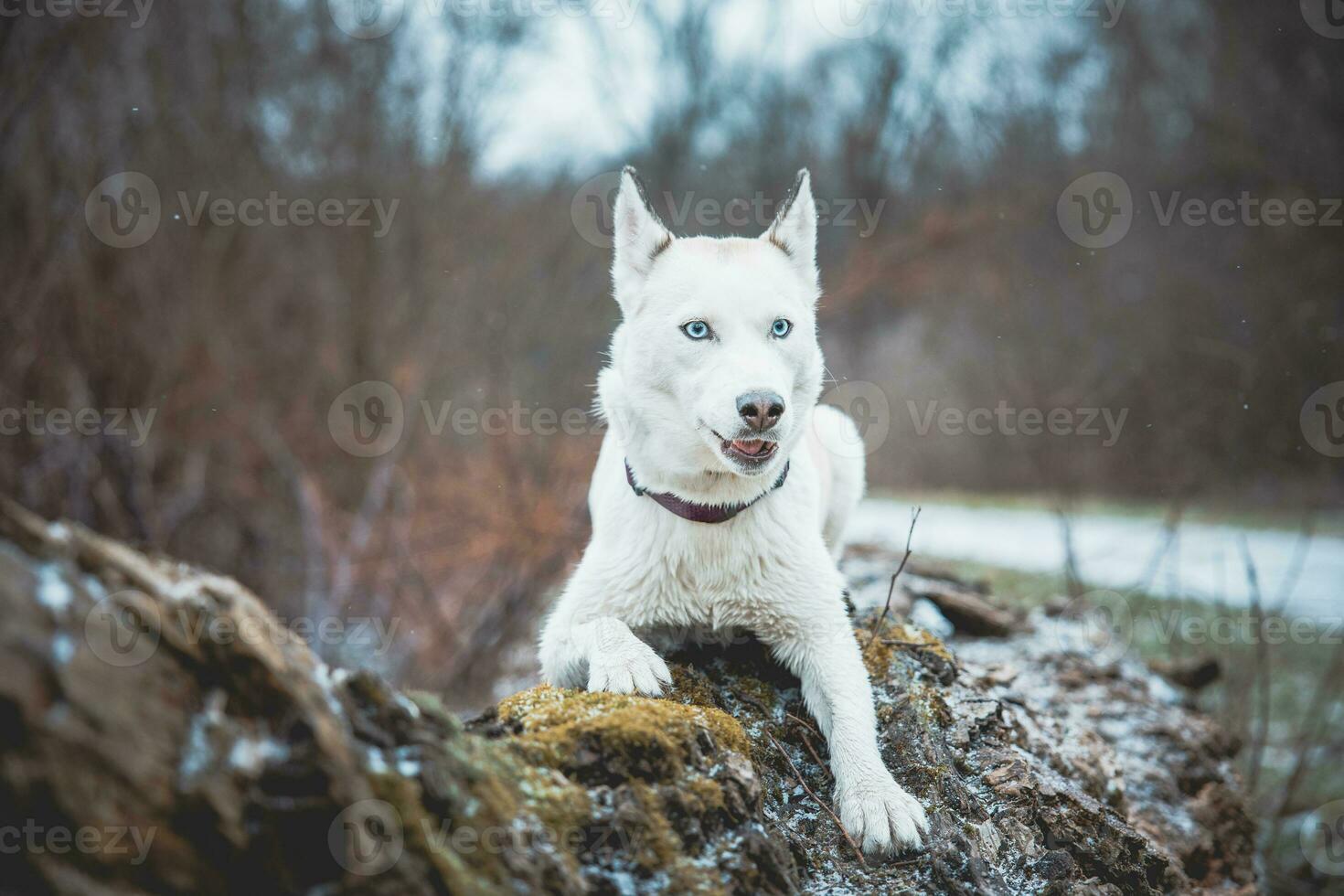 White Siberian husky princess resting on a big fallen tree and posing for the camera. Smile of female dog from nice weather. Ostrava, Czech Republic photo