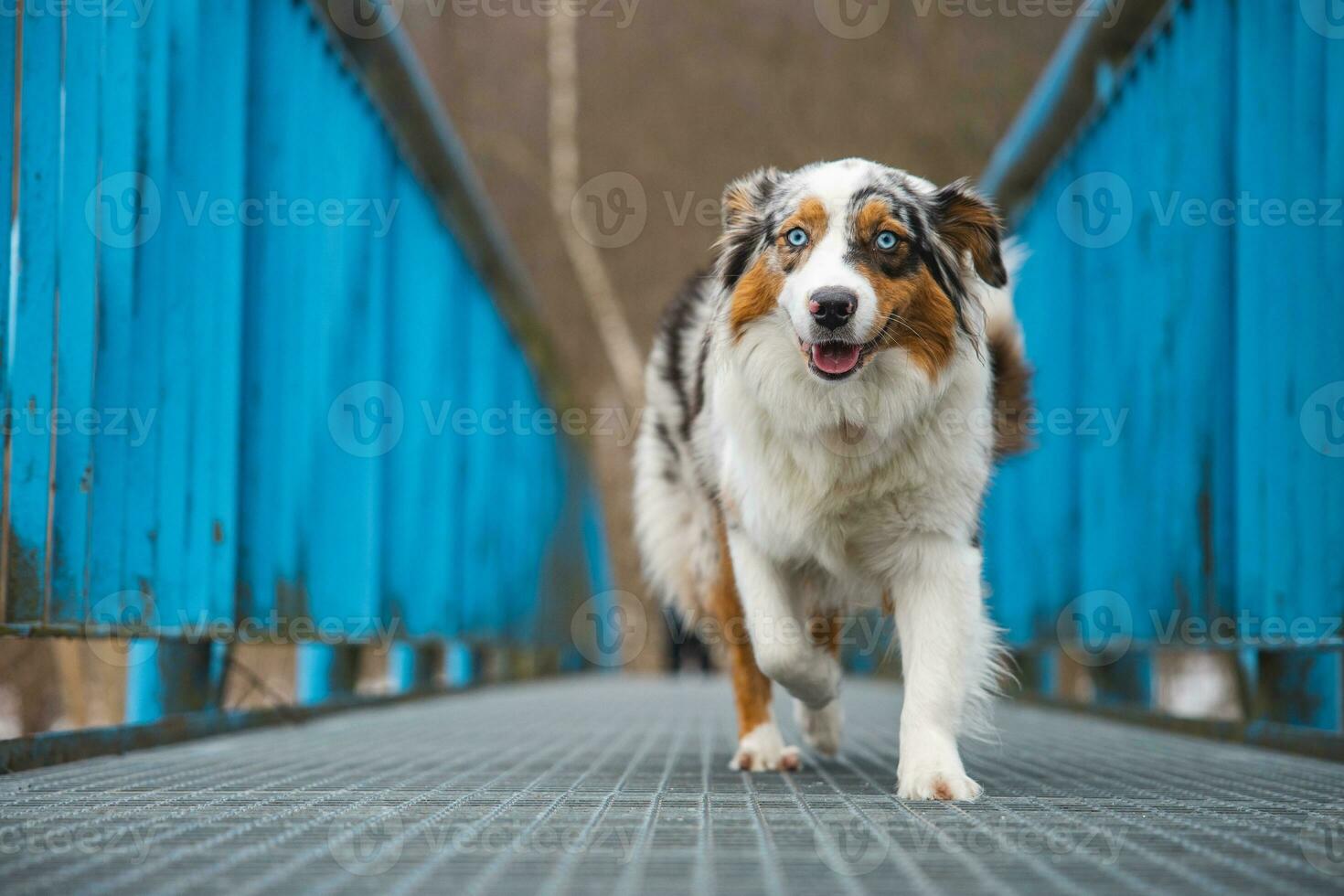 Fearful expression of an Australian Shepherd puppy walking across a leaky bridge. The lack of self-confidence of a dog. Handling a critical moment photo
