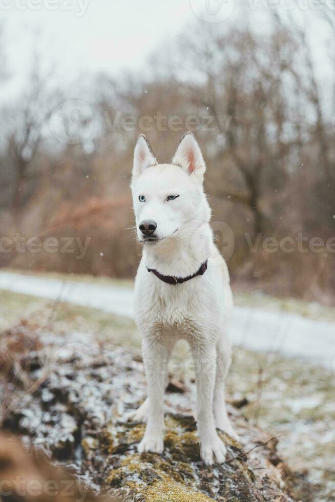 White Siberian husky princess resting on a big fallen tree and posing for the camera. Smile of female dog from nice weather. Ostrava, Czech Republic photo