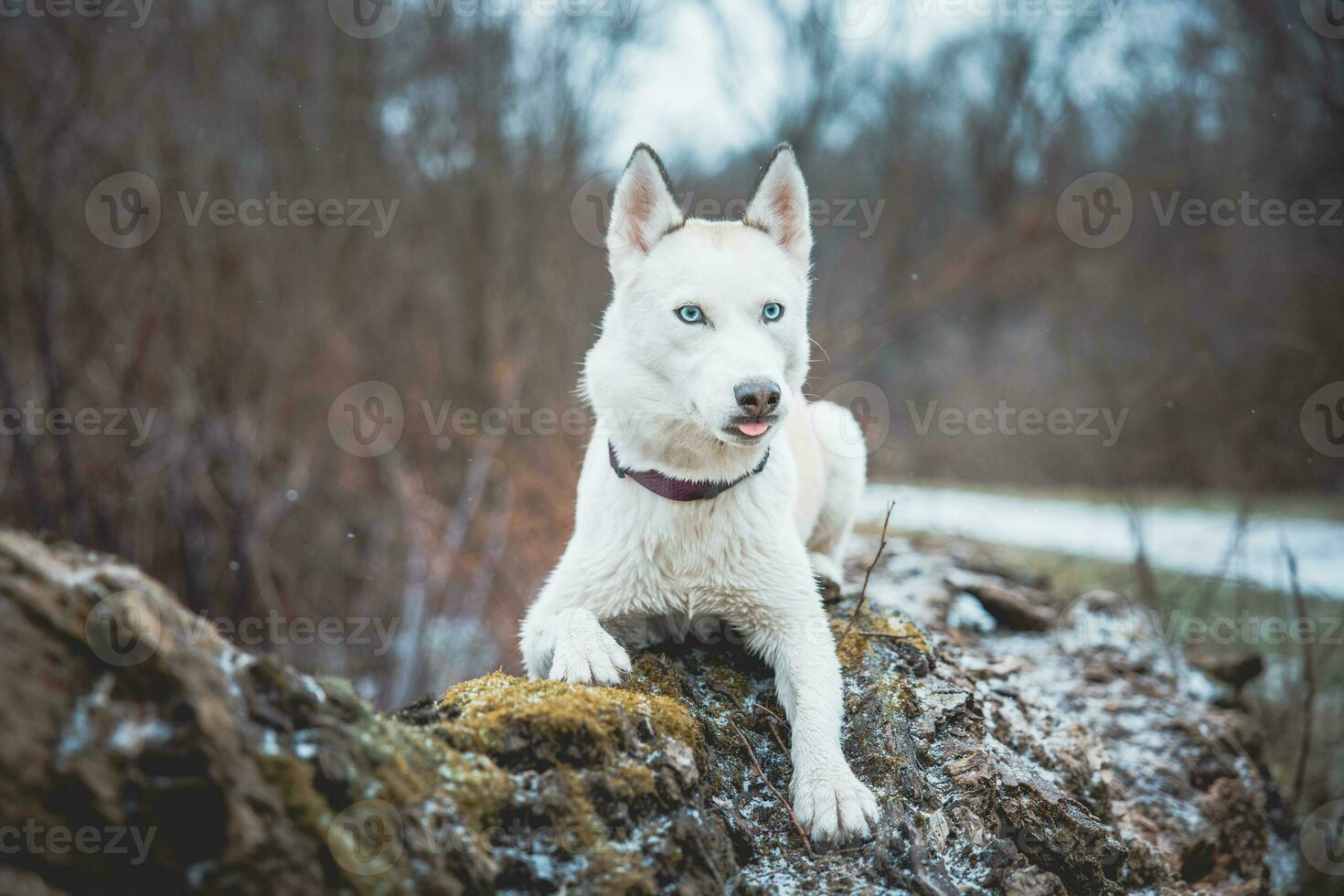 White Siberian husky princess resting on a big fallen tree and posing for the camera. Smile of female dog from nice weather. Ostrava, Czech Republic photo