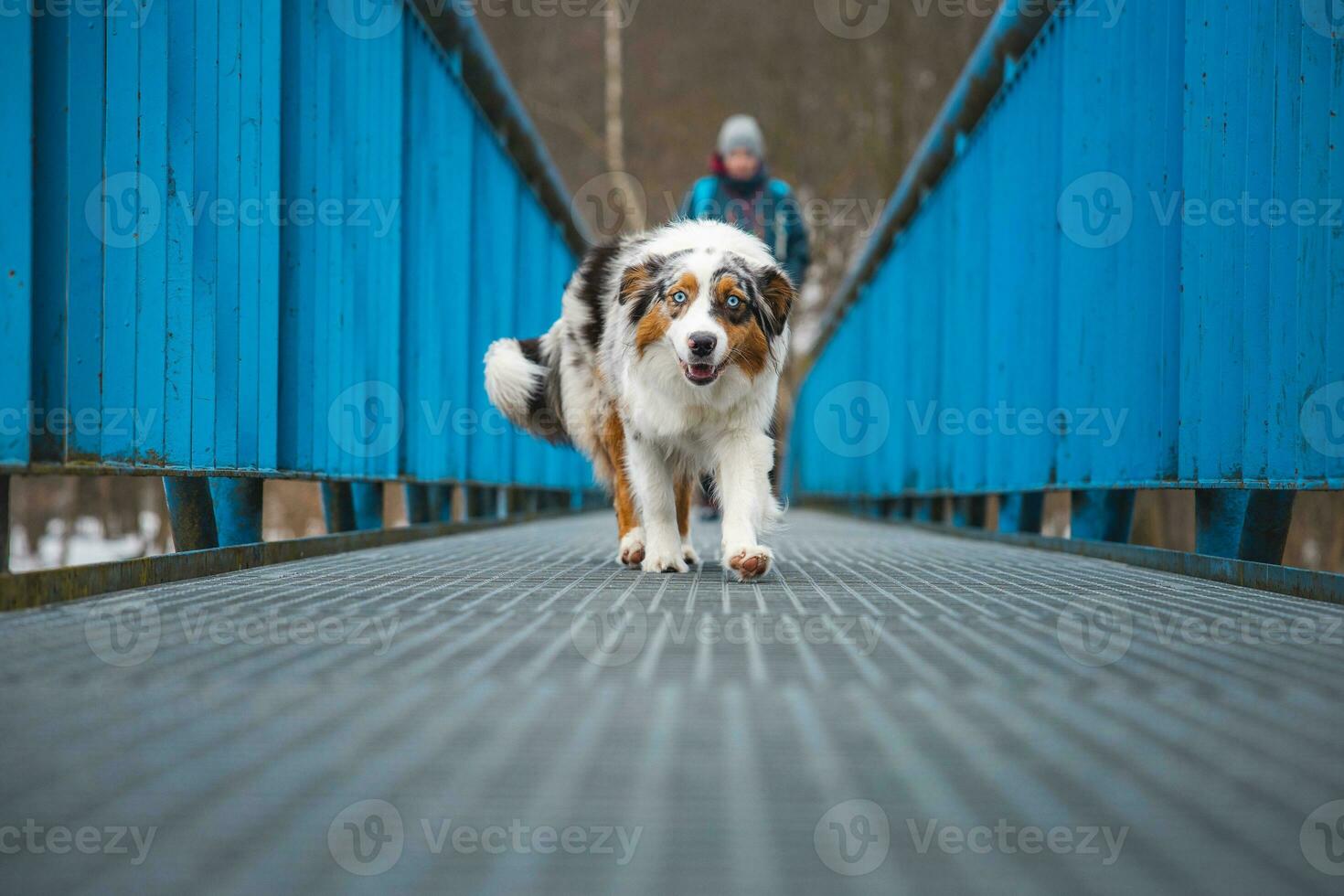 Fearful expression of an Australian Shepherd puppy walking across a leaky bridge. The lack of self-confidence of a dog. Handling a critical moment photo