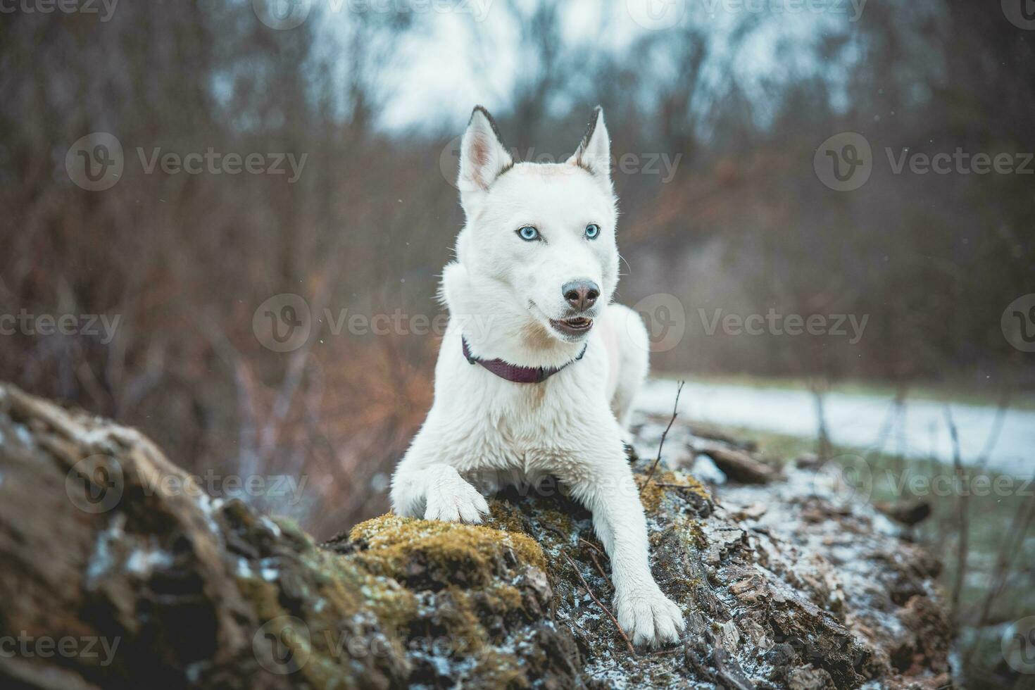 White Siberian husky princess resting on a big fallen tree and posing for the camera. Smile of female dog from nice weather. Ostrava, Czech Republic photo