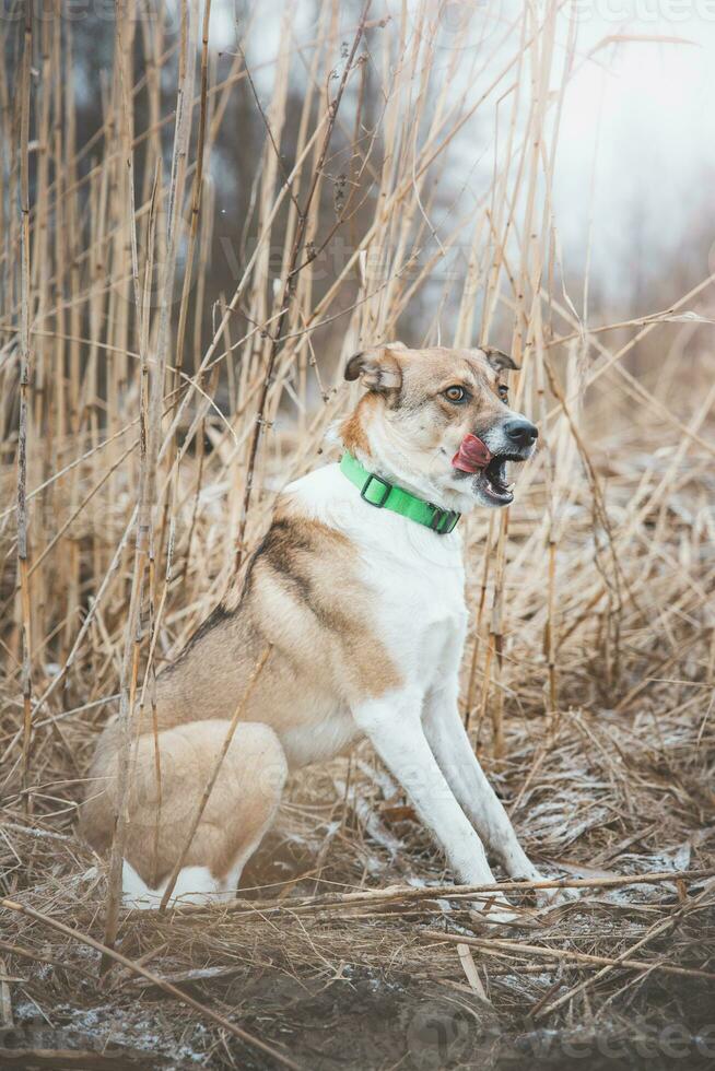 Portrait of a White and brown dog is sitting in the field. Posing the dog for the camera. Proud owner. Ostrava, Czech republic photo