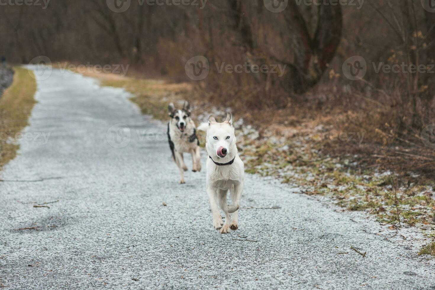 White Siberian Husky with piercing blue eyes running in the open in the woods during autumn in the morning hours. Ostrava, Czech Republic photo