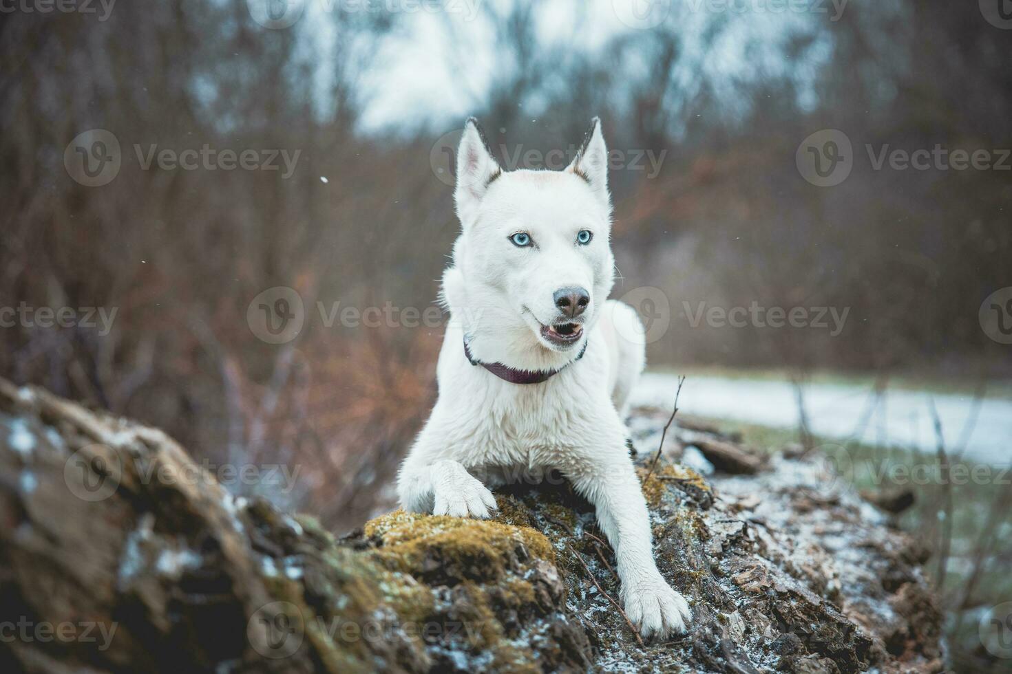 White Siberian husky princess resting on a big fallen tree and posing for the camera. Smile of female dog from nice weather. Ostrava, Czech Republic photo