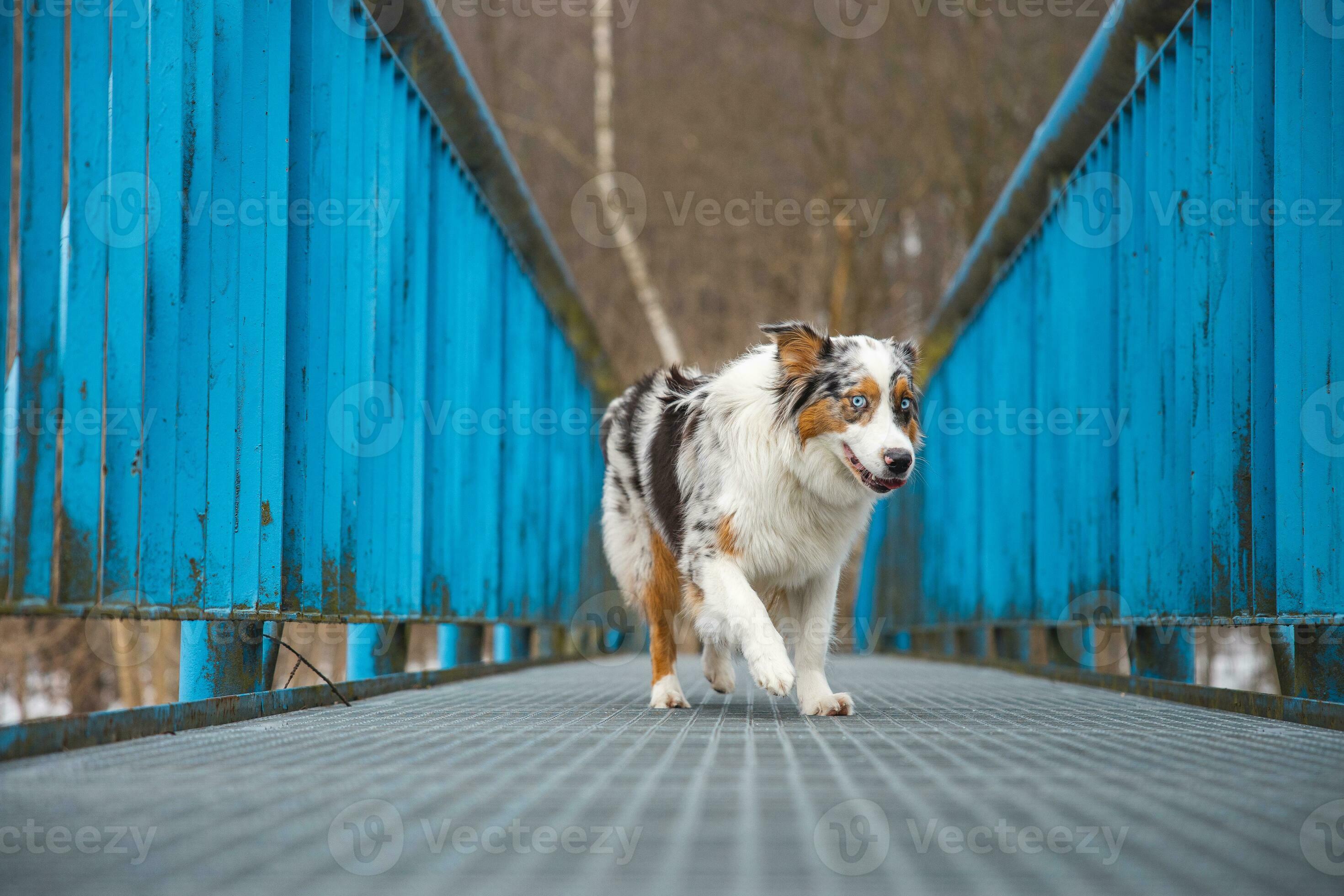 Self store walking dog