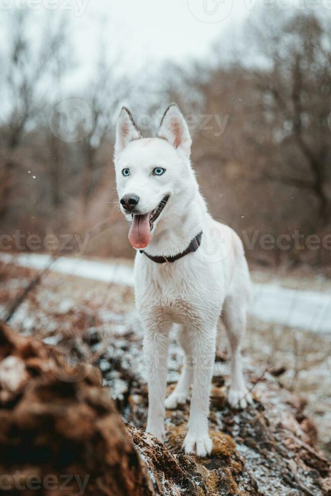 White Siberian husky princess resting on a big fallen tree and posing for the camera. Smile of female dog from nice weather. Ostrava, Czech Republic photo