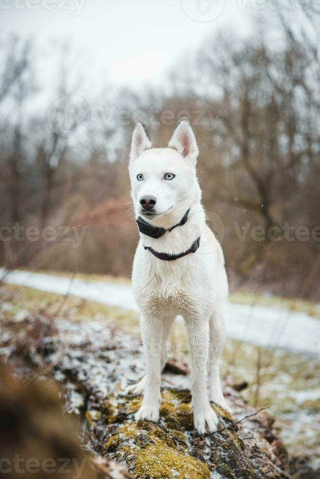 White Siberian husky princess resting on a big fallen tree and posing for the camera. Smile of female dog from nice weather. Ostrava, Czech Republic photo