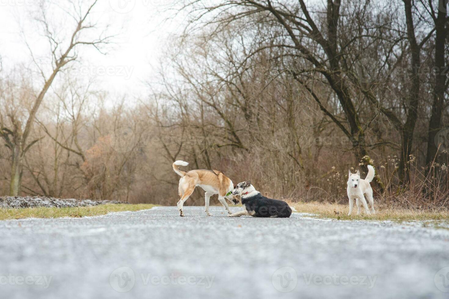 Tres hermosa siberiano perros esquimales mosca en su paquete en glacial y escarchado clima en un bosque camino cerca el bosque foto