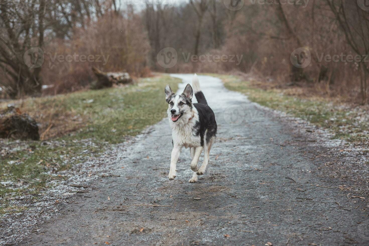 Black and white hybrid husky-malamute running through meadow. Different expressions of the dog. Freedom for pet photo