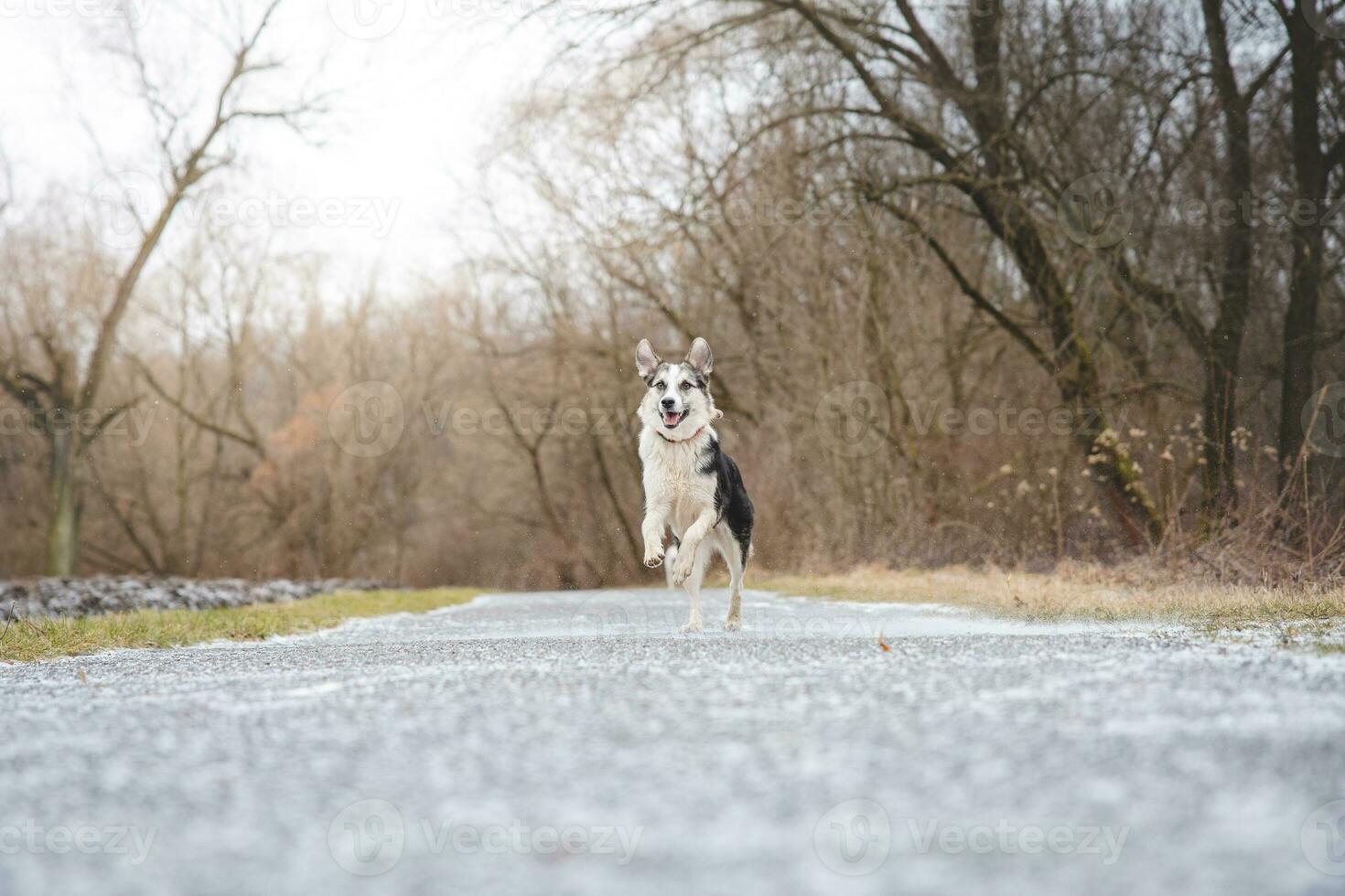 Black and white hybrid husky-malamute running through meadow. Different expressions of the dog. Freedom for pet photo