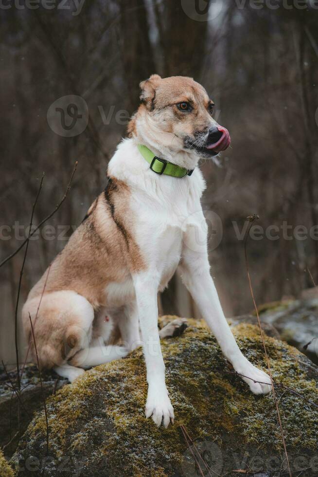 Portrait of a White and brown dog is sitting on the tree with fear in eyes. Posing the dog for the camera. Proud owner. Ostrava, Czech republic photo