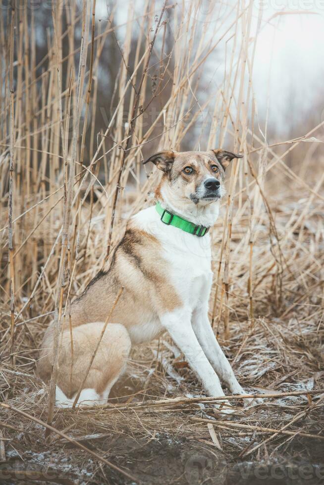 Portrait of a White and brown dog is sitting in the field. Posing the dog for the camera. Proud owner. Ostrava, Czech republic photo