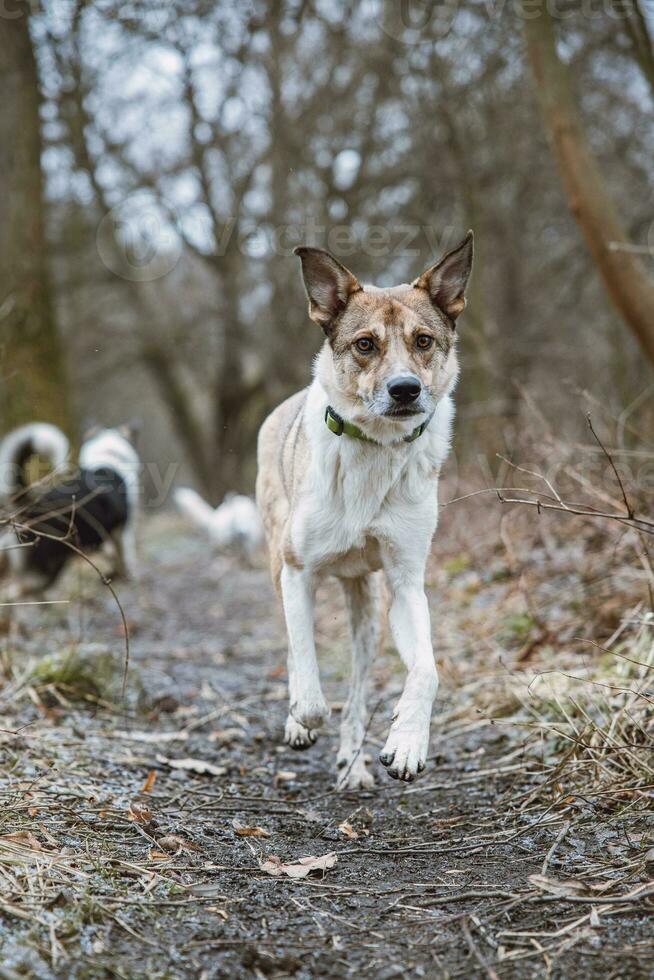 Portrait of a White and brown dog running outside. Running in the wild Funny views of four-legged pets photo