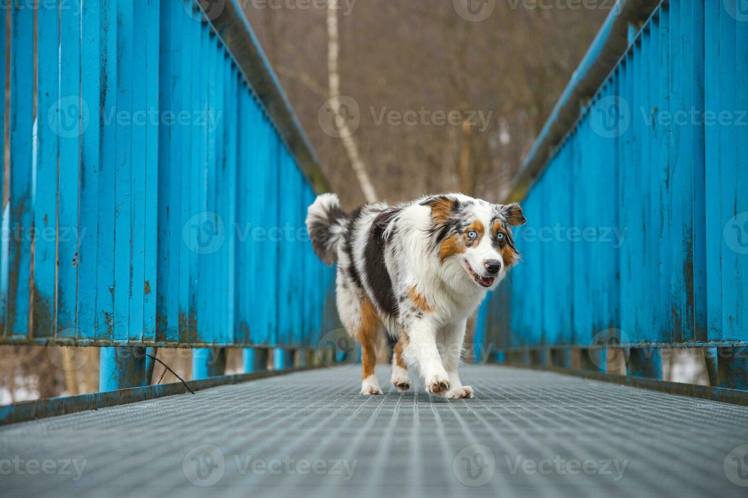 Fearful expression of an Australian Shepherd puppy walking across a leaky bridge. The lack of self-confidence of a dog. Handling a critical moment photo