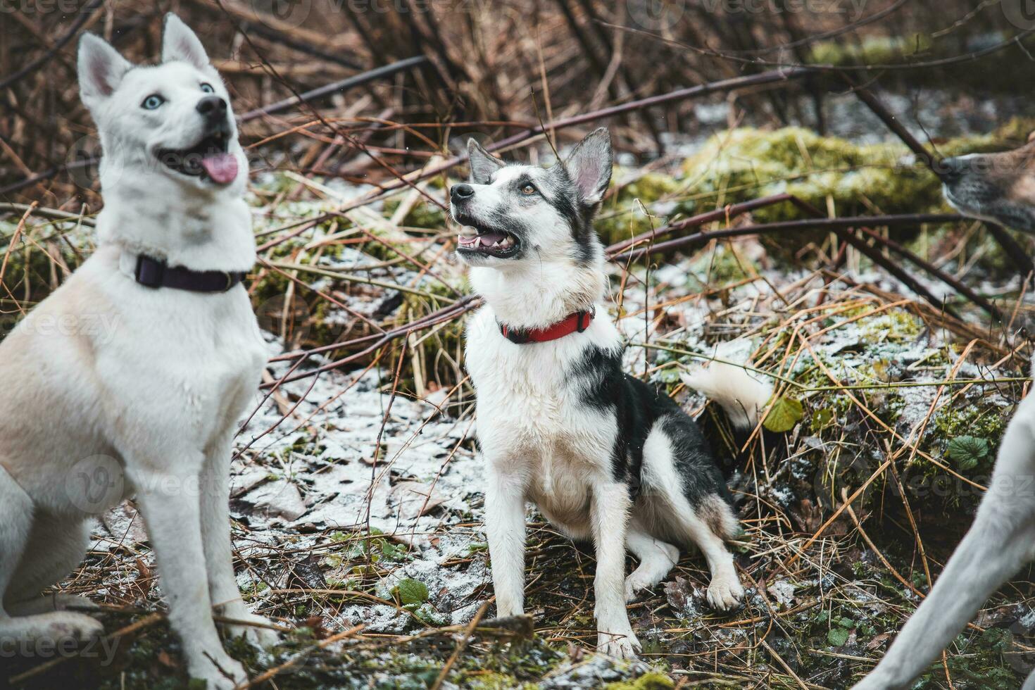 Two Siberian husky brothers running along a forest path. Competitive dogs running a race. Ostrava, Czech republic, central Europe photo