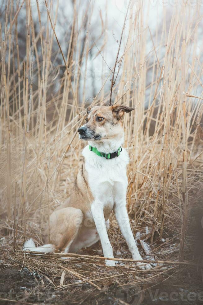 Portrait of a White and brown dog is sitting in the field. Posing the dog for the camera. Proud owner. Ostrava, Czech republic photo