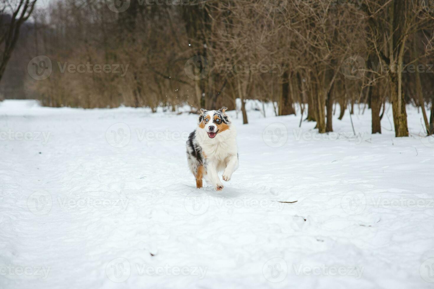 Portrait of Australian Shepherd puppy running in snow in Beskydy mountains, Czech Republic. Dog's view into the camera photo