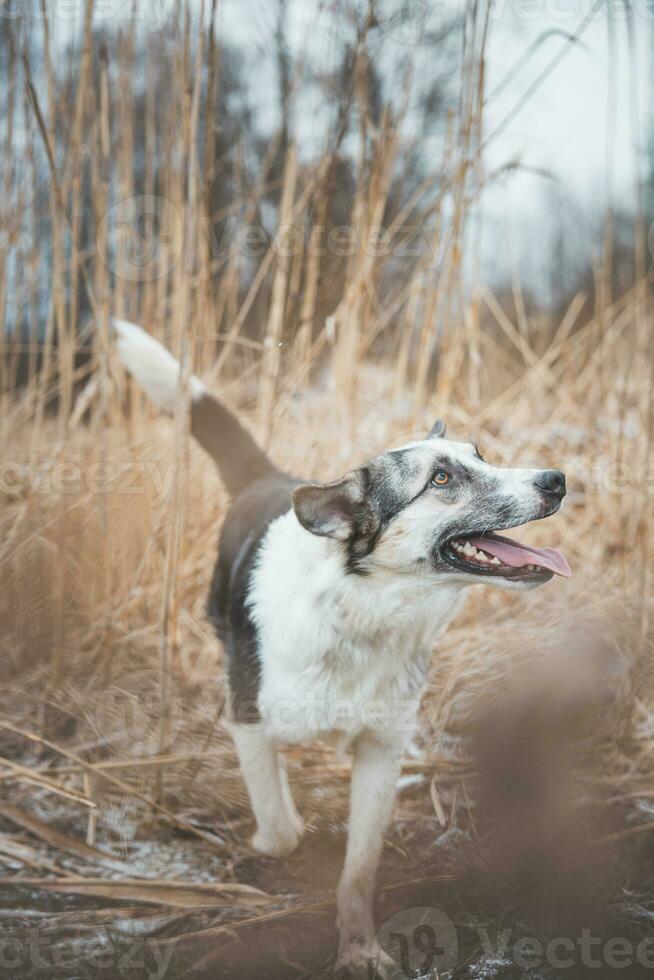 Portrait of a black and white husky is running in the field. Posing the dog for the camera. Proud owner. Ostrava, Czech republic photo