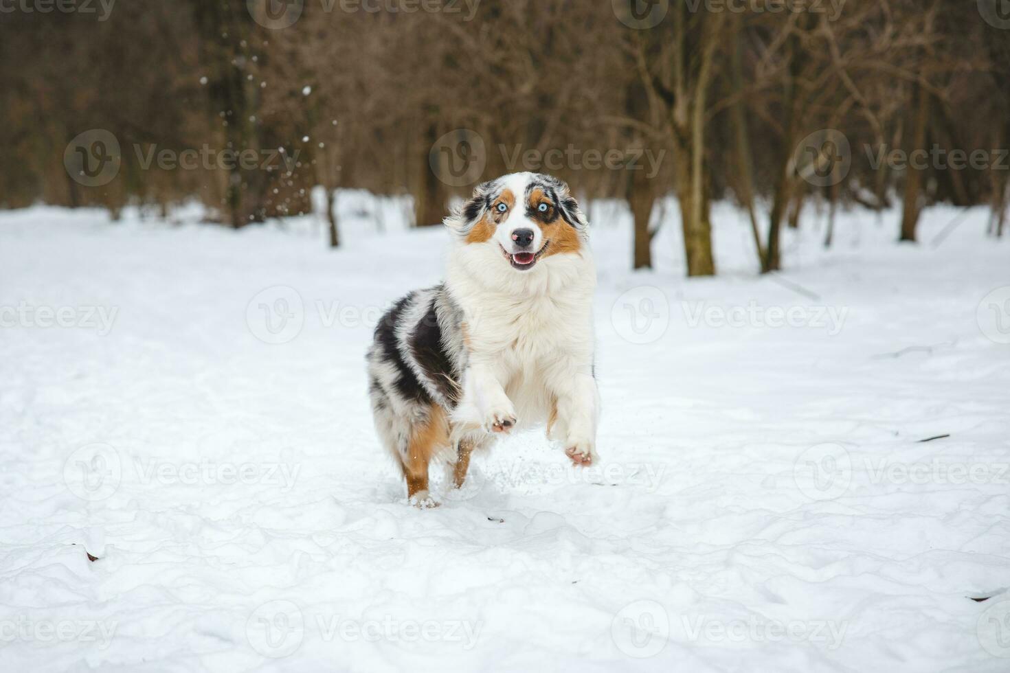 Portrait of Australian Shepherd puppy running in snow in Beskydy mountains, Czech Republic. Dog's view into the camera photo