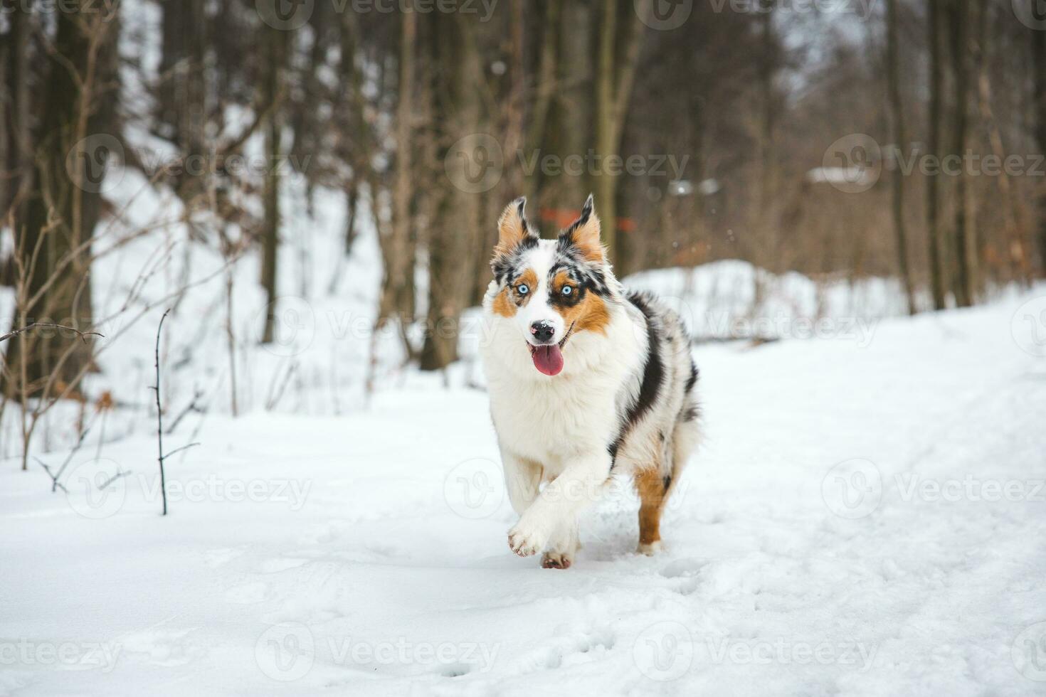 Portrait of Australian Shepherd puppy running in snow in Beskydy mountains, Czech Republic. Dog's view into the camera photo