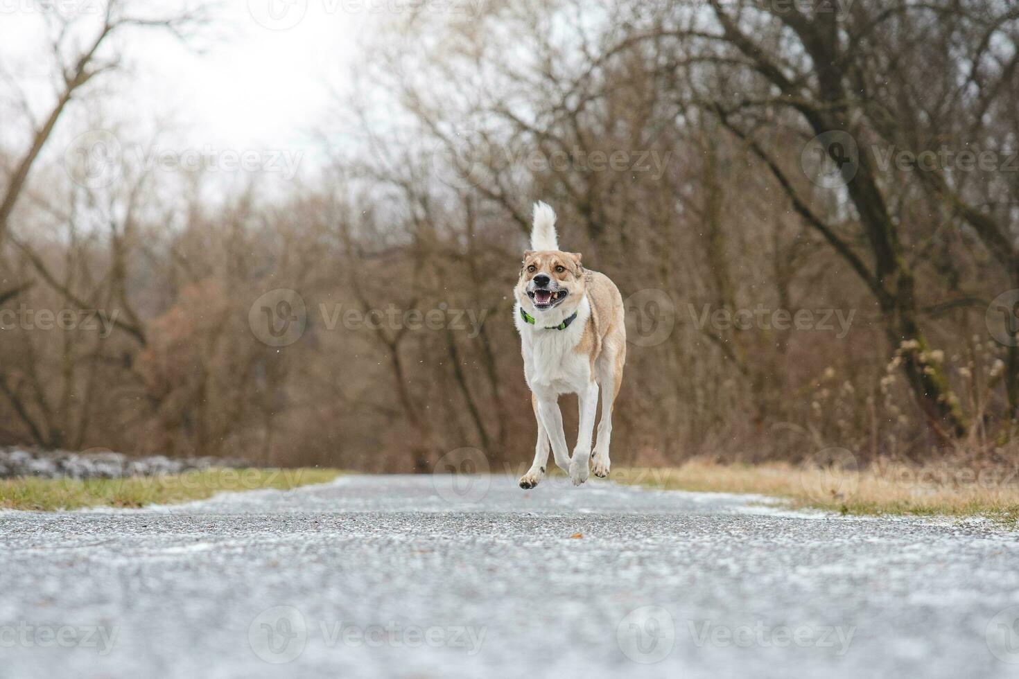 Portrait of a White and brown dog running outside. Running in the wild Funny views of four-legged pets photo