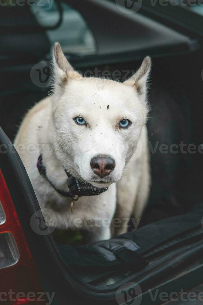 blanco siberiano fornido esperando en el maletero de el coche para otro genial viaje con su dueño. de viaje con un perro foto