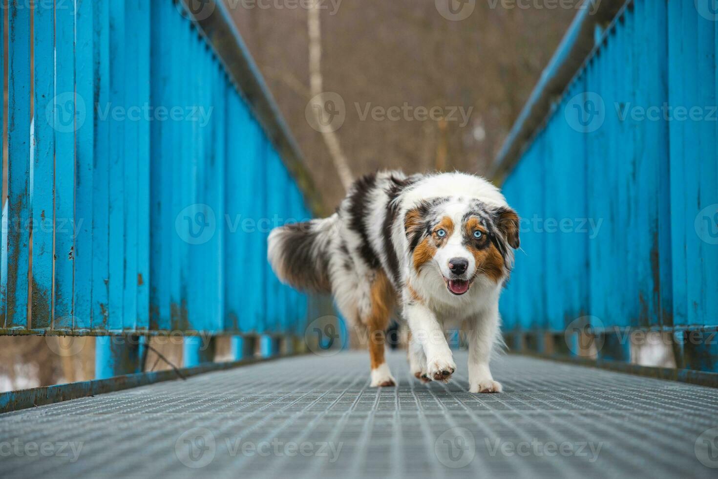 Fearful expression of an Australian Shepherd puppy walking across a leaky bridge. The lack of self-confidence of a dog. Handling a critical moment photo