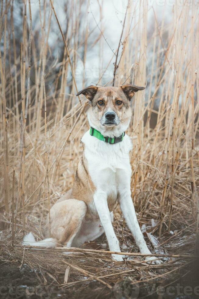 Portrait of a White and brown dog is sitting in the field. Posing the dog for the camera. Proud owner. Ostrava, Czech republic photo