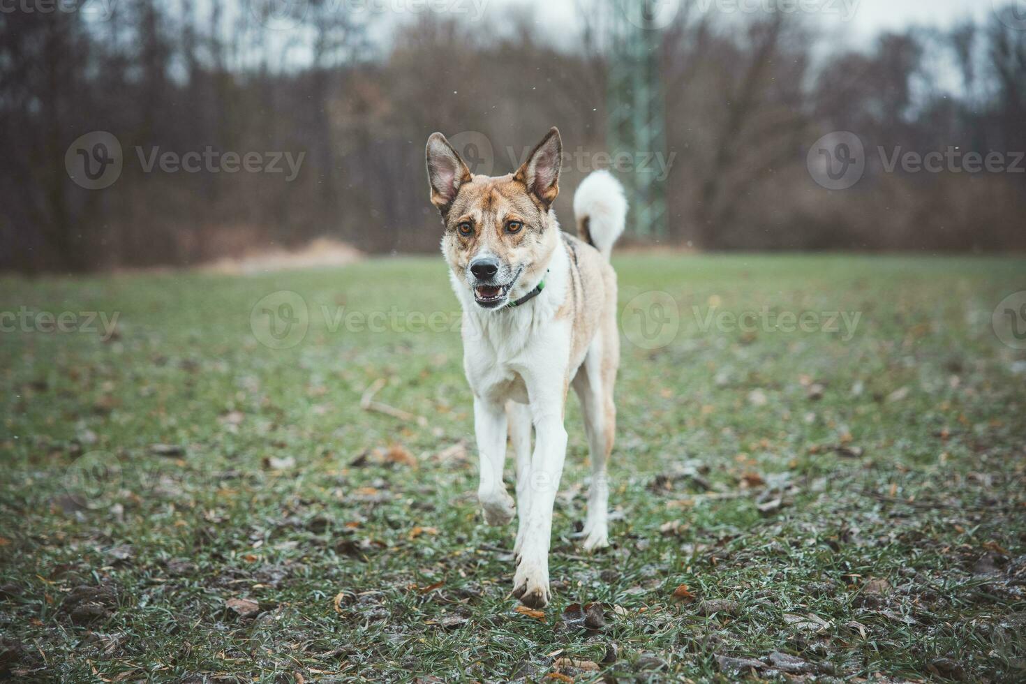 retrato de un blanco y marrón perro corriendo afuera. corriendo en el salvaje gracioso puntos de vista de de cuatro patas mascotas foto