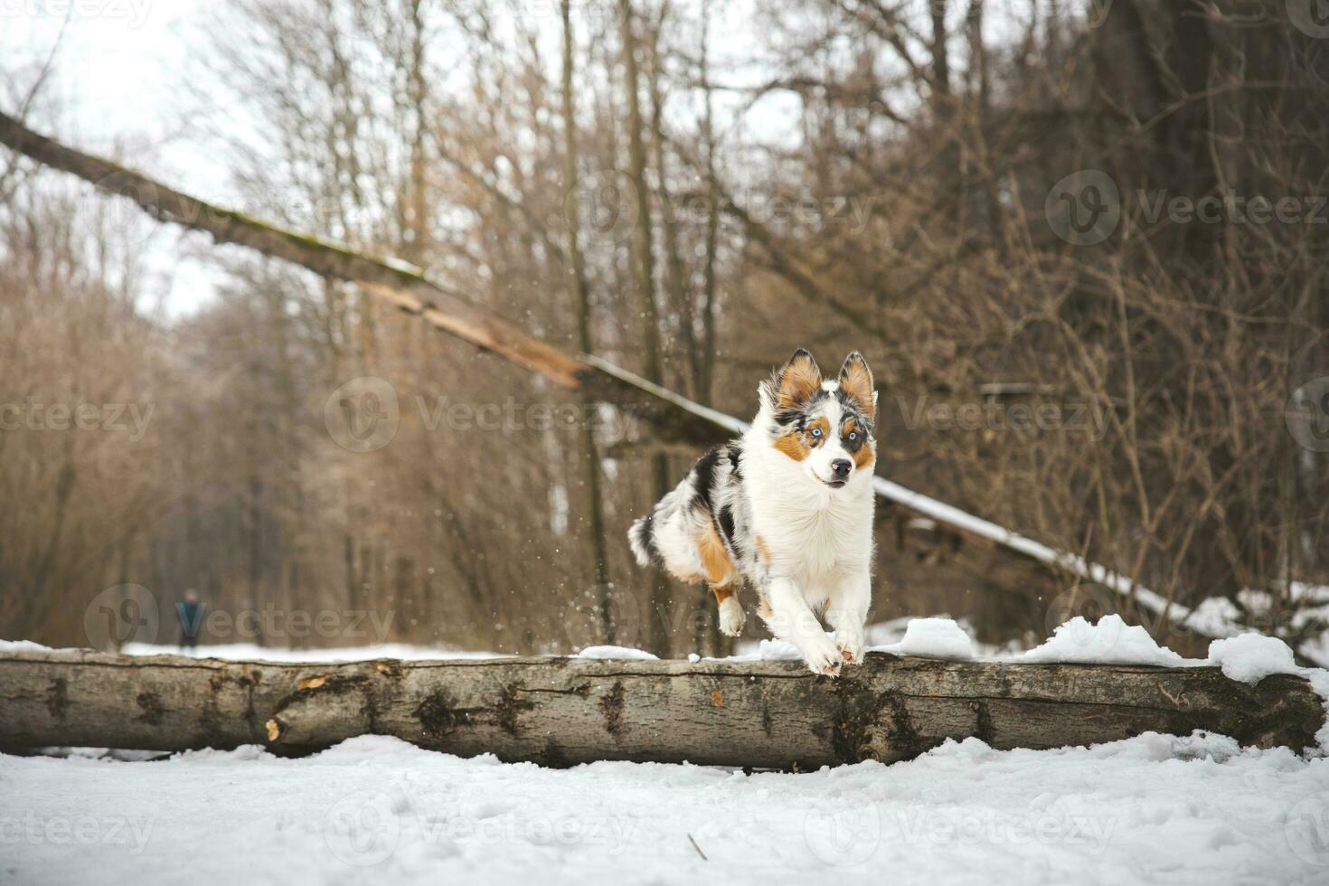 Pure happiness of an Australian Shepherd puppy jumping over a fallen tree in a snowy forest during December in the Czech Republic. Close-up of a dog jumping photo