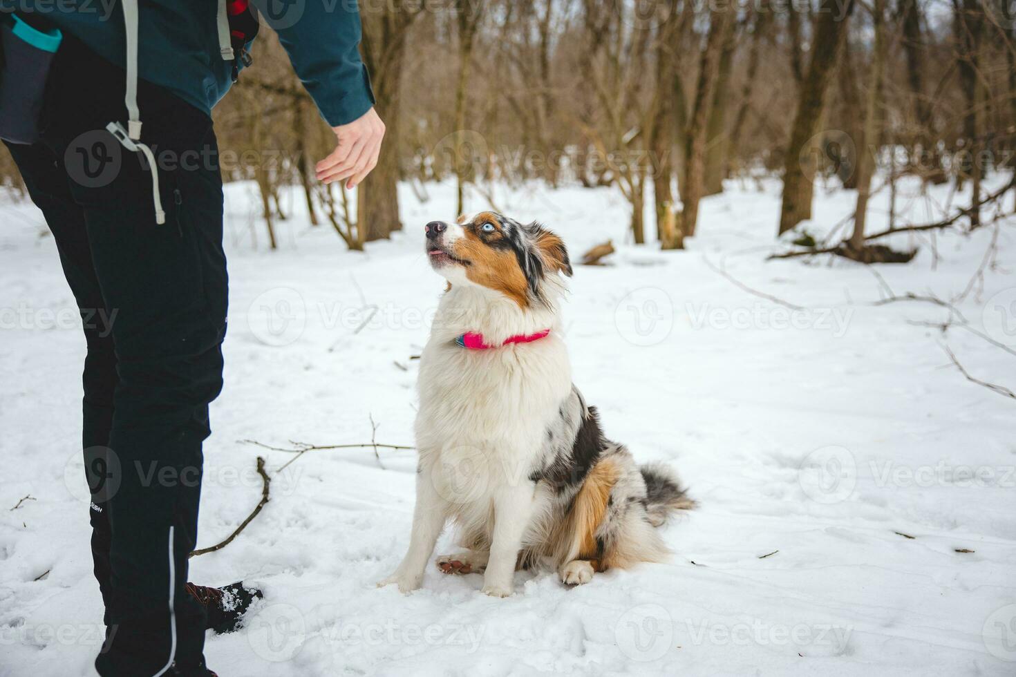 Owner throws treats to his four-legged best friend Australian Shepherd during an icy winter. The happiness of food photo