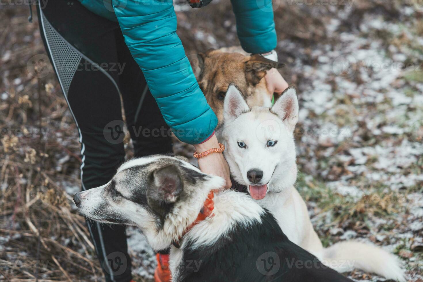 Three gorgeous Siberian huskies in their pack gather around their owner for a treat. Love and devotion between man and dogs photo