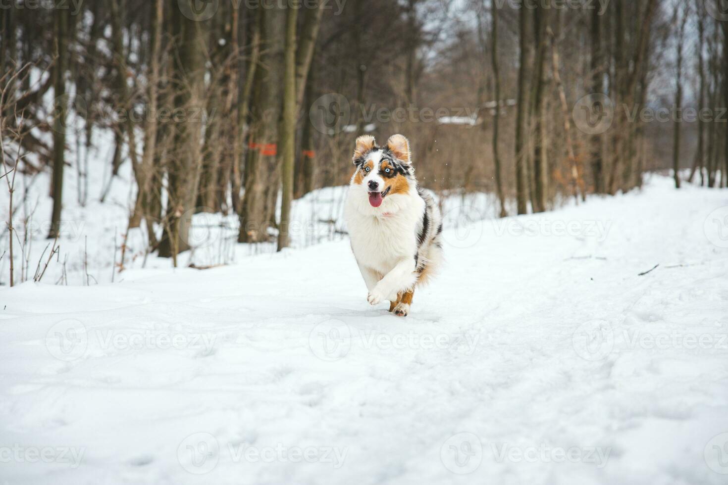Portrait of Australian Shepherd puppy running in snow in Beskydy mountains, Czech Republic. Dog's view into the camera photo