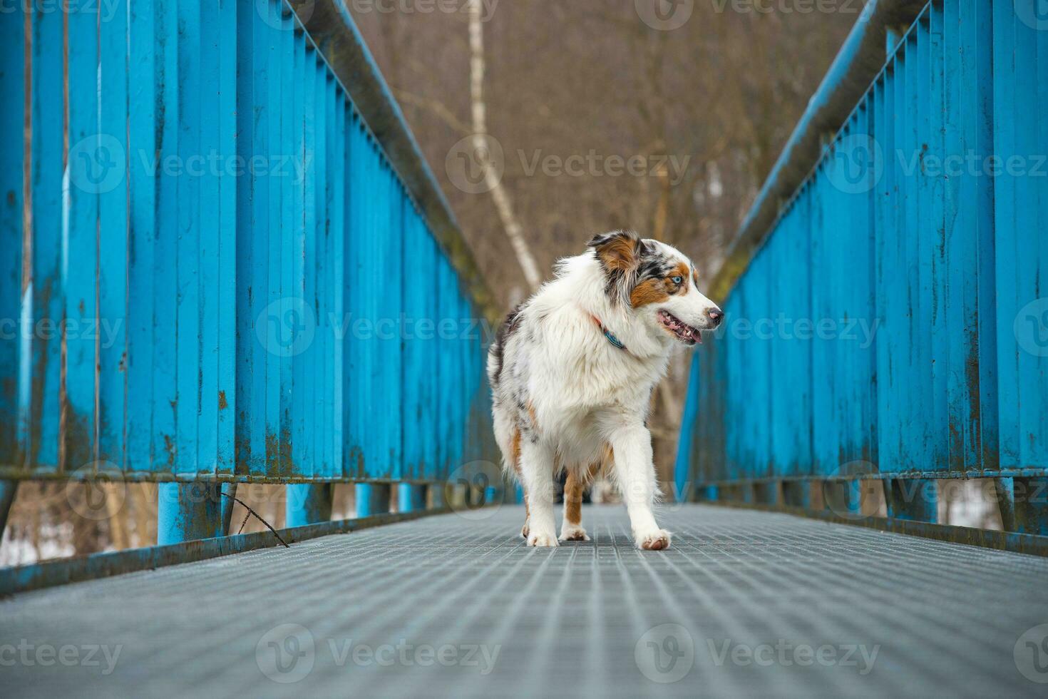 Fearful expression of an Australian Shepherd puppy walking across a leaky bridge. The lack of self-confidence of a dog. Handling a critical moment photo